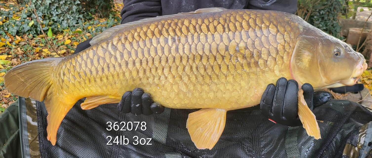 Carp 362079 - Foxhills Fishery