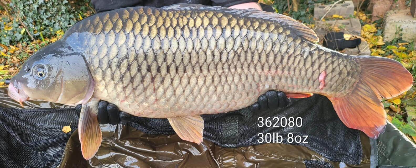 Carp 362080 - Foxhills Fishery