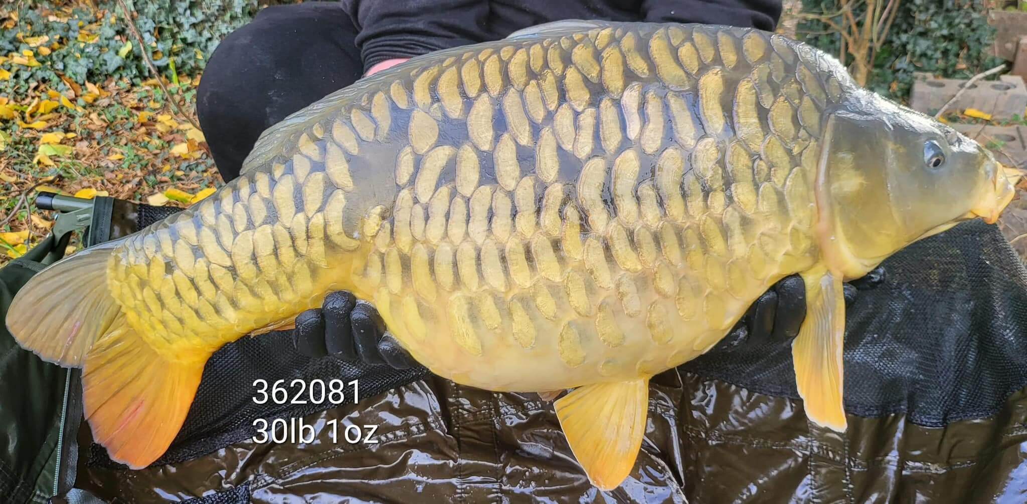 Carp 362081 - Foxhills Fishery